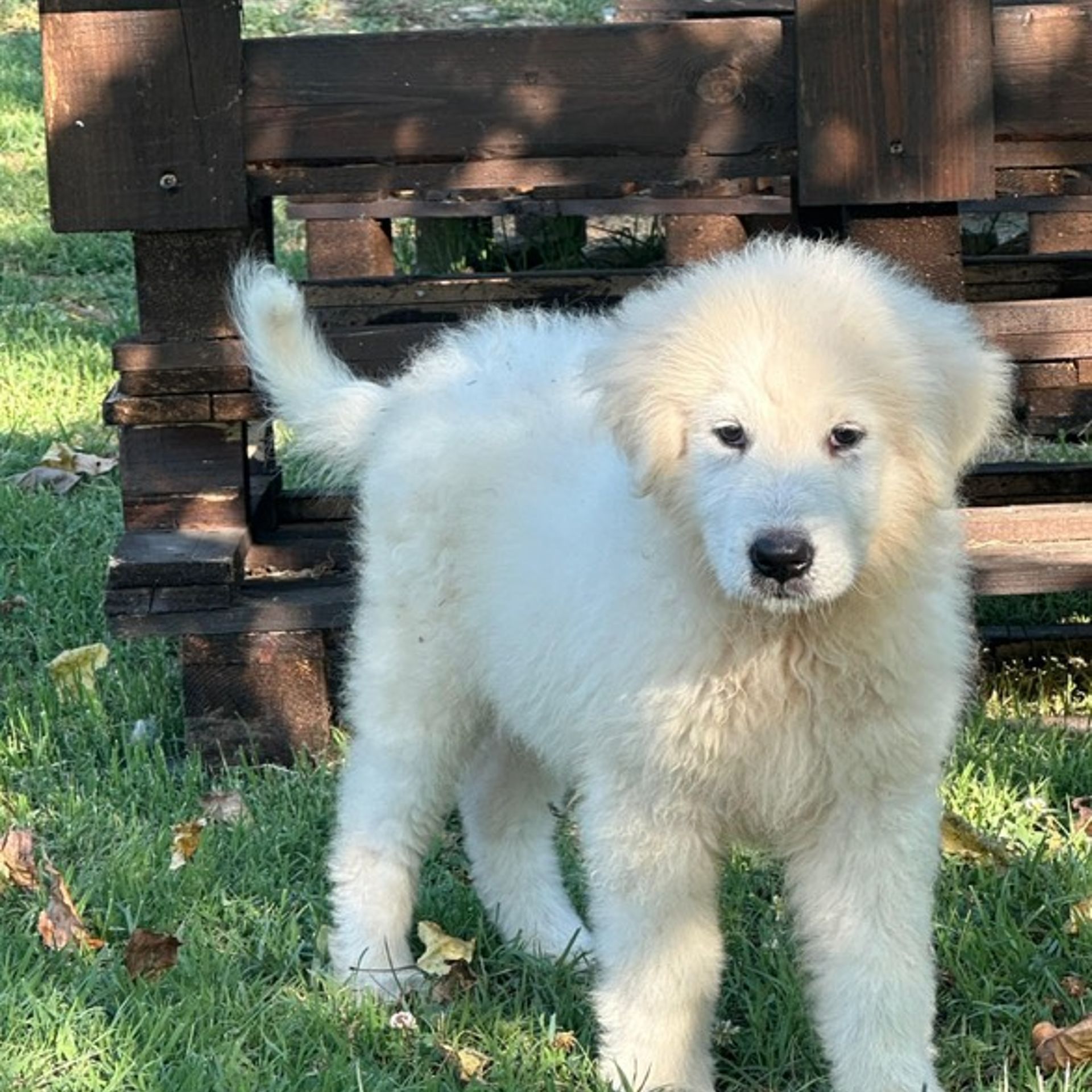 [Translate to Deutsch:] Duca, Cucciolo Pastore Maremmano Abruzzese