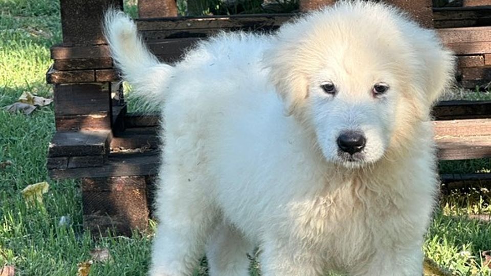 Duca, Maremma-Schäferhundwelpe
