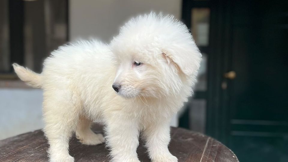 [Translate to Deutsch:] 