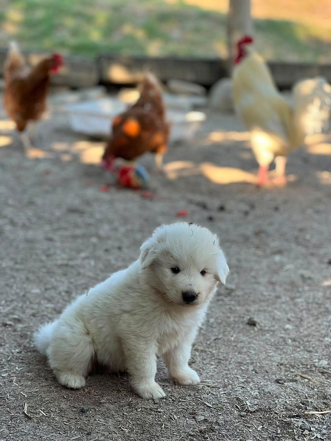 Cucciolo di pastore Abruzzese Maremmano con galline